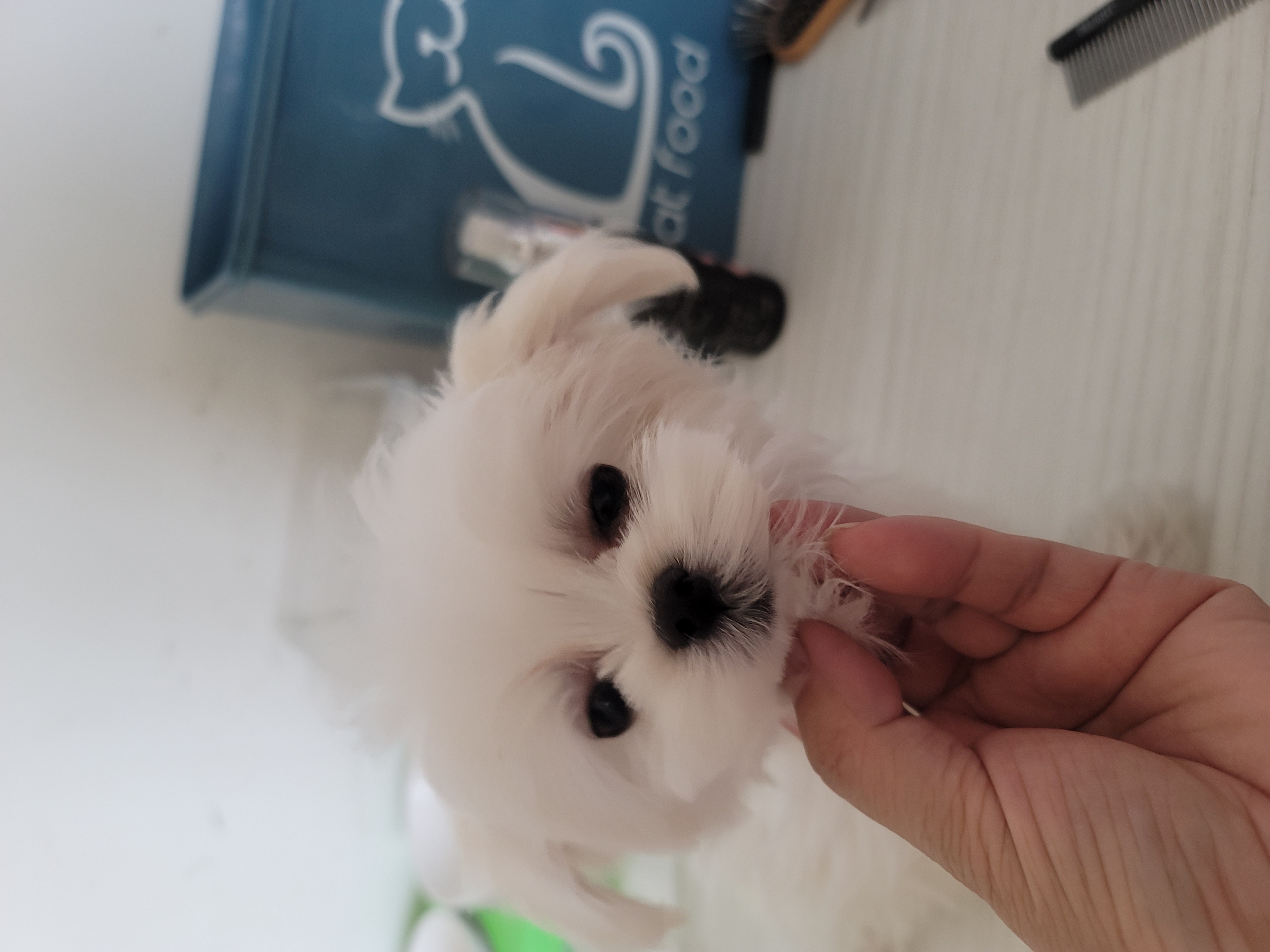 韩版马尔济斯妹妹
